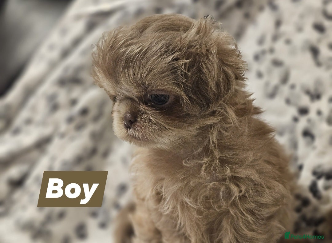 Shih Tzu dogs for sale: Beautiful shih tzu puppies  - Advert 10