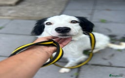Mixed Breed dogs for adoption: Spotty - Norwich Norfolk  - Image 2