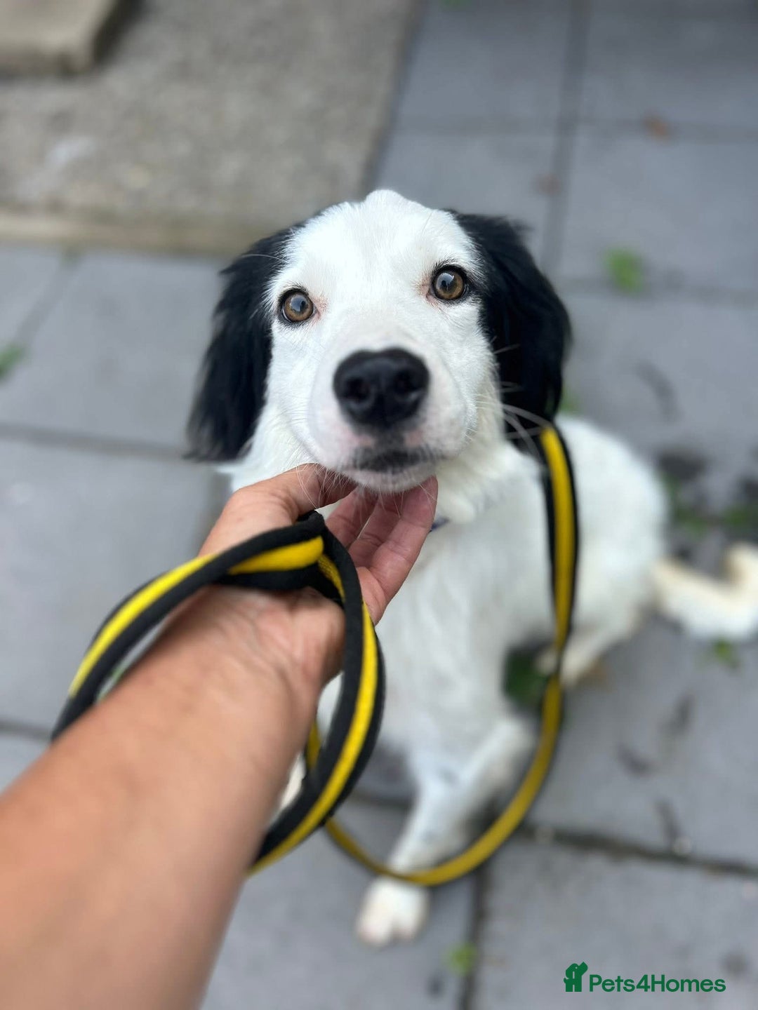 Mixed Breed dogs for adoption: Spotty - Norwich Norfolk  - Image 2