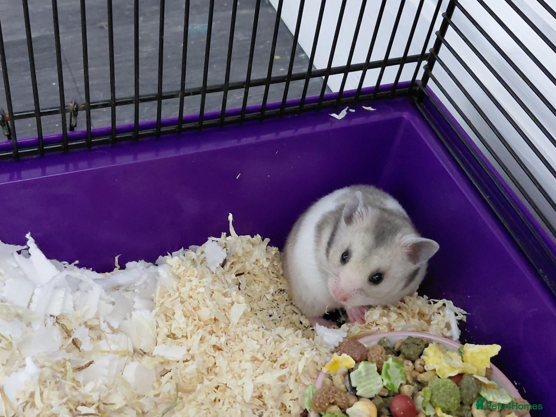 Hamster rodents Hamster and cage free to good home - Advert 1