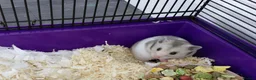 Hamster rodents for sale: Hamster and cage free to good home in Tamworth - Advert 1