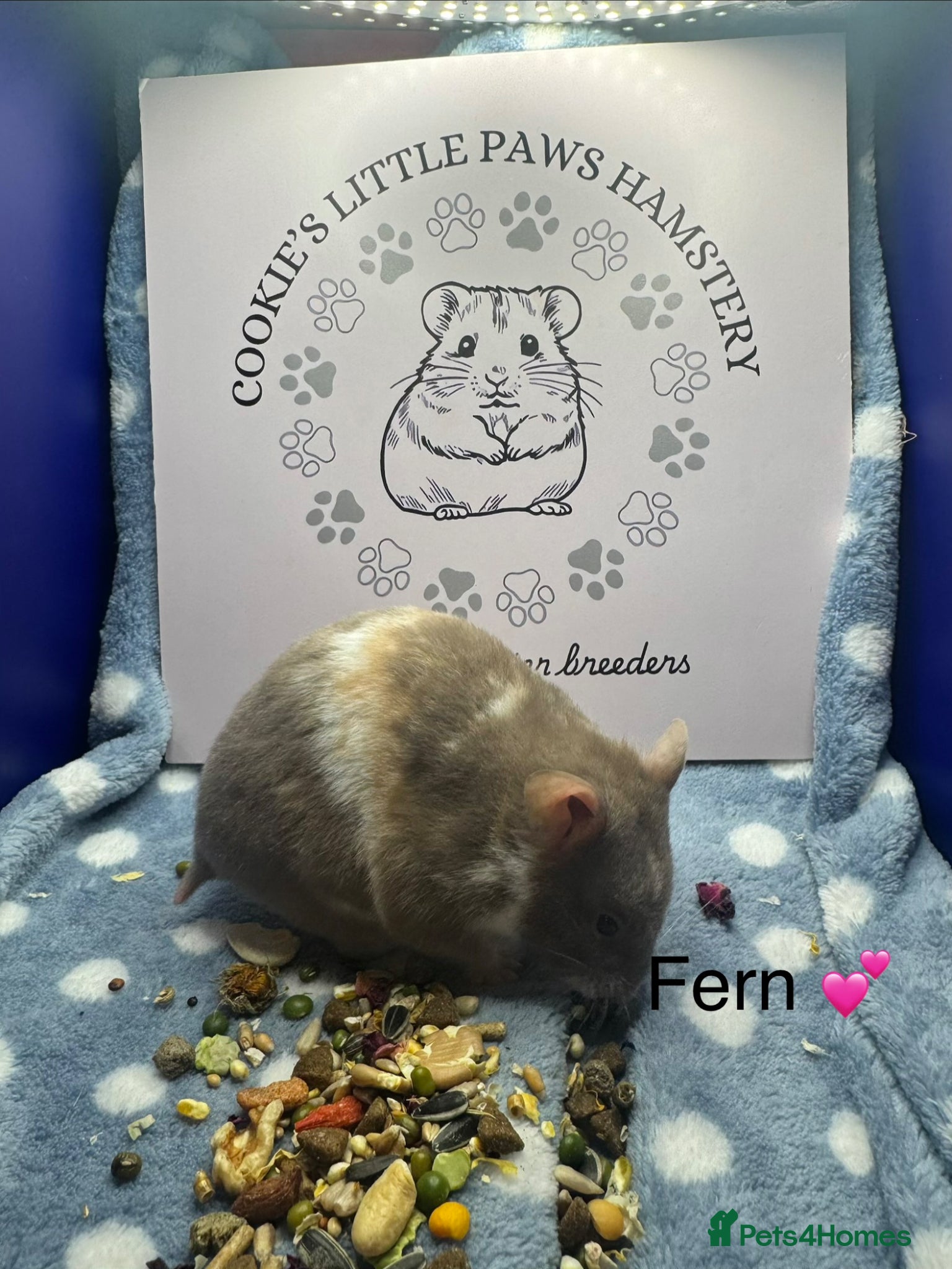 Hamster rodents for sale: Pedigree Syrian hamsters  - Advert 2