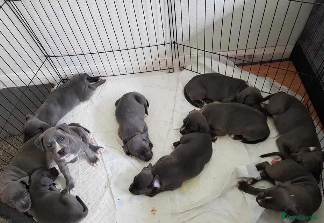 Staffordshire Bull Terrier dogs for sale: Beautiful blue Staffordshire bull terrier puppies  - Image 2