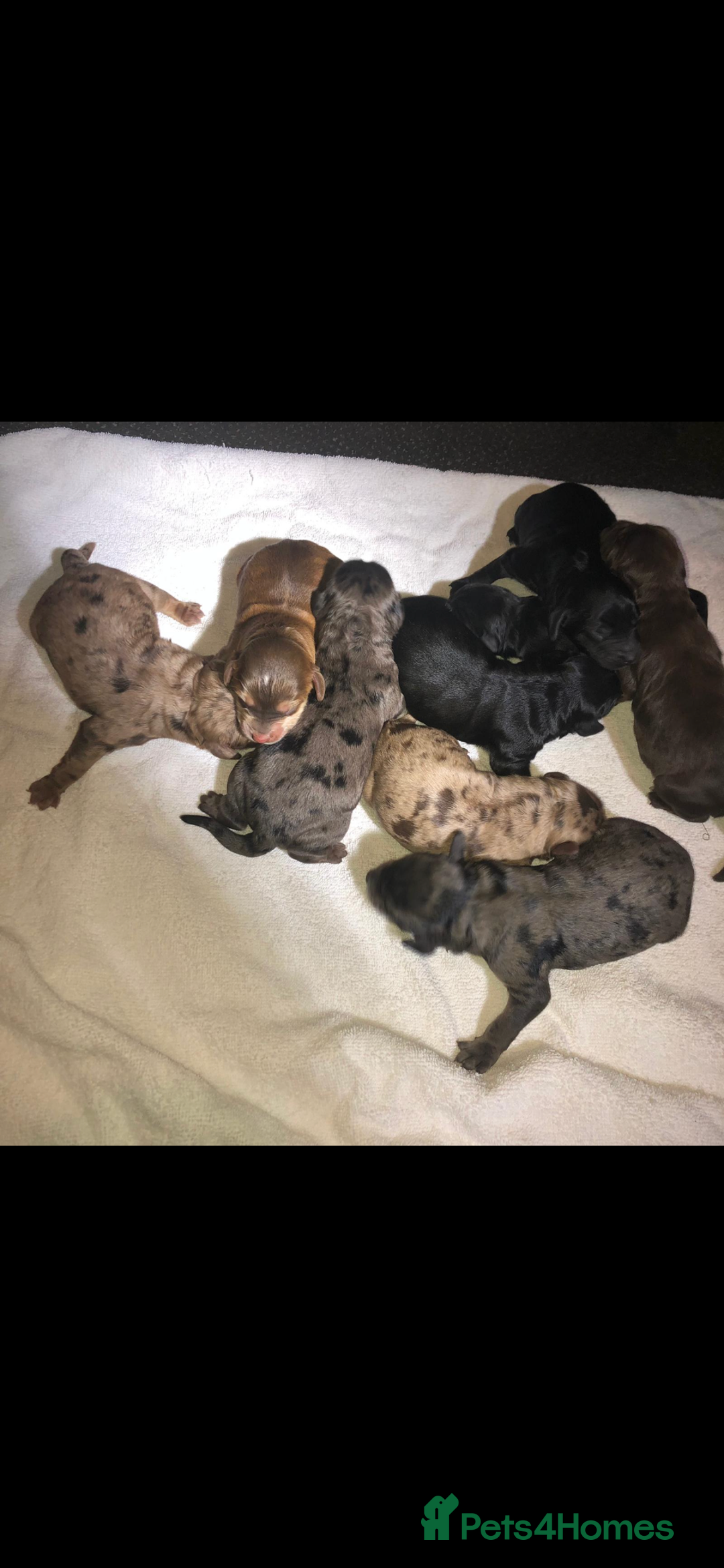 Poodle dogs for stud: Stunning Well Proven Miniature Merle Poodle in Newcastle - Advert 21