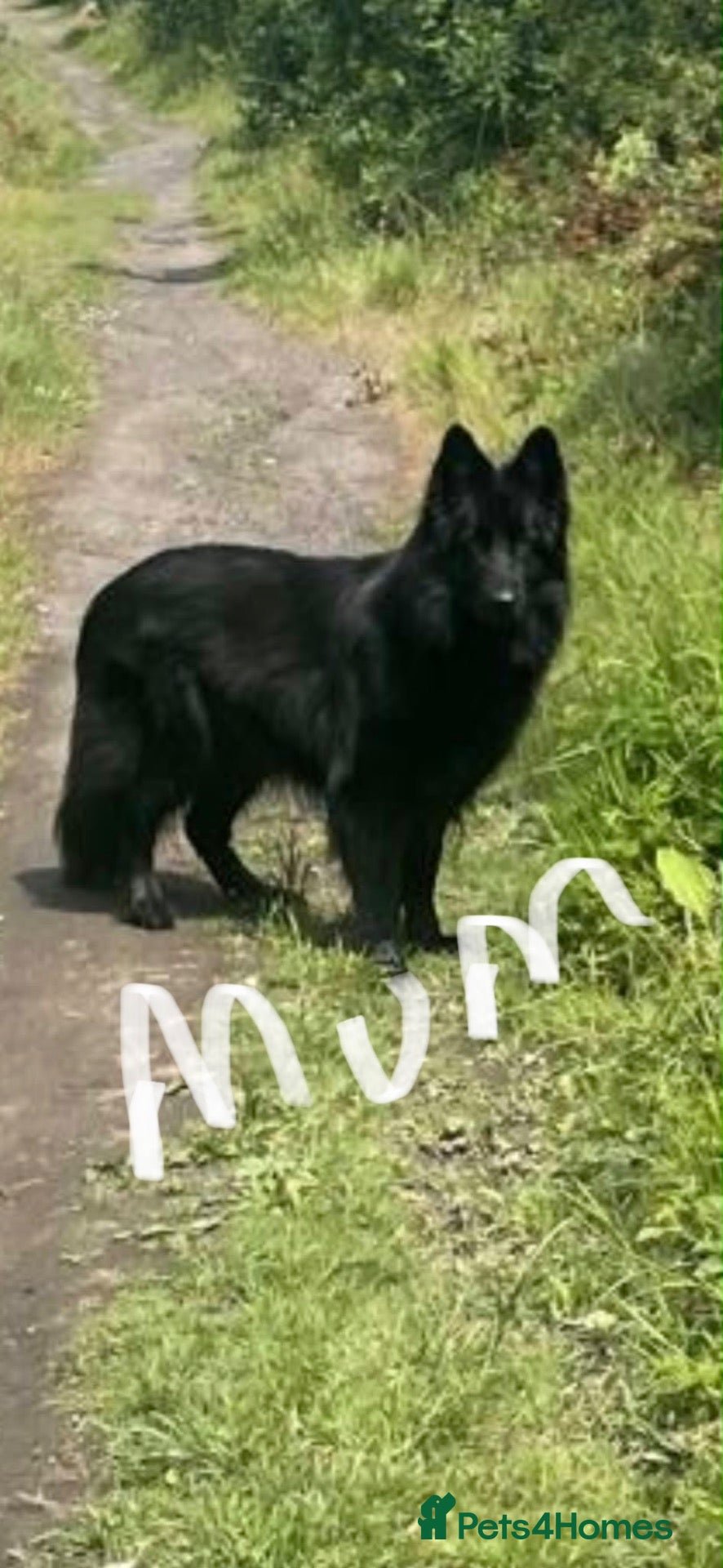 German Shepherd dogs 2 long haired german shepherd pups for sale - Advert 8