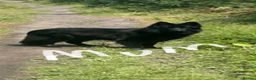 German Shepherd dogs for sale: 2 long haired german shepherd pups for sale - Advert 1