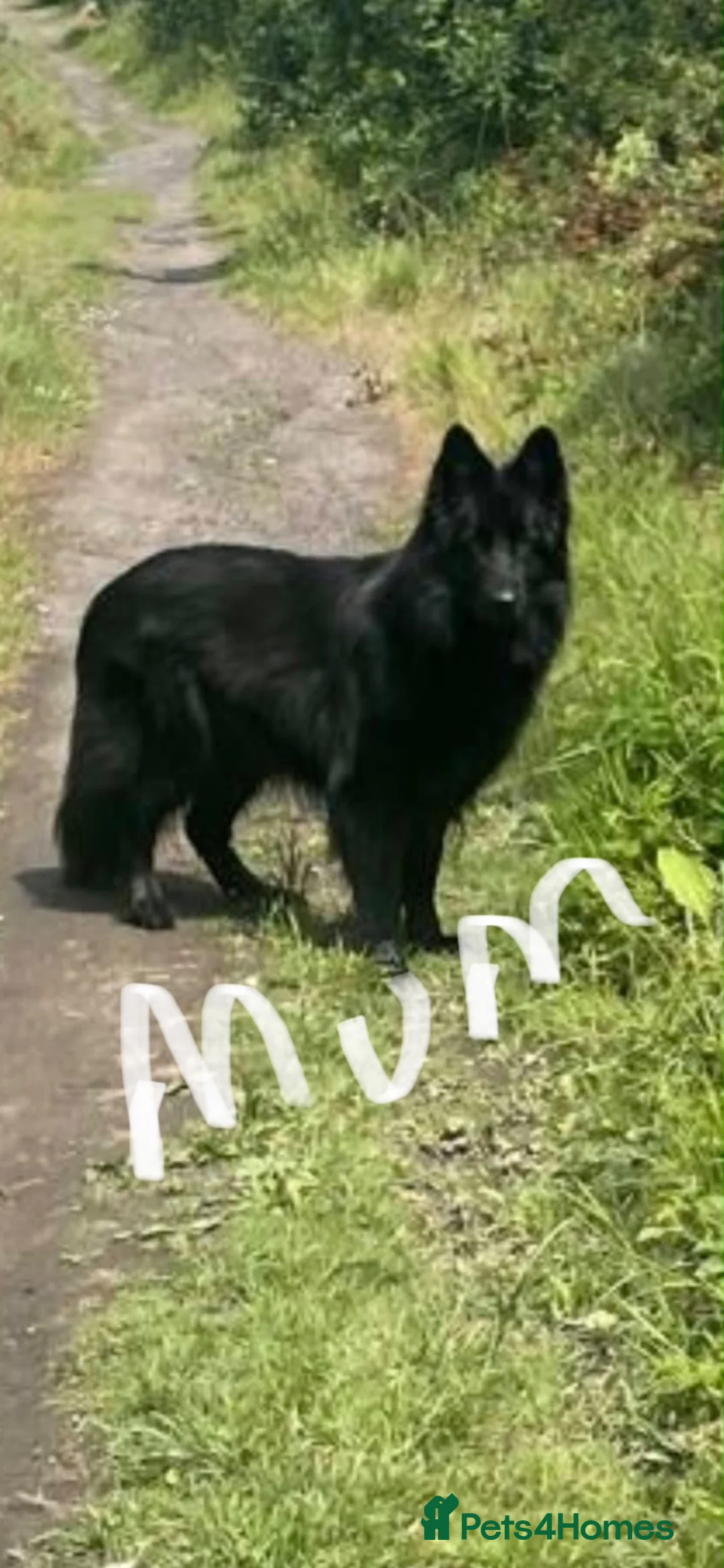 German Shepherd dogs for sale: 2 long haired german shepherd pups for sale - Advert 1