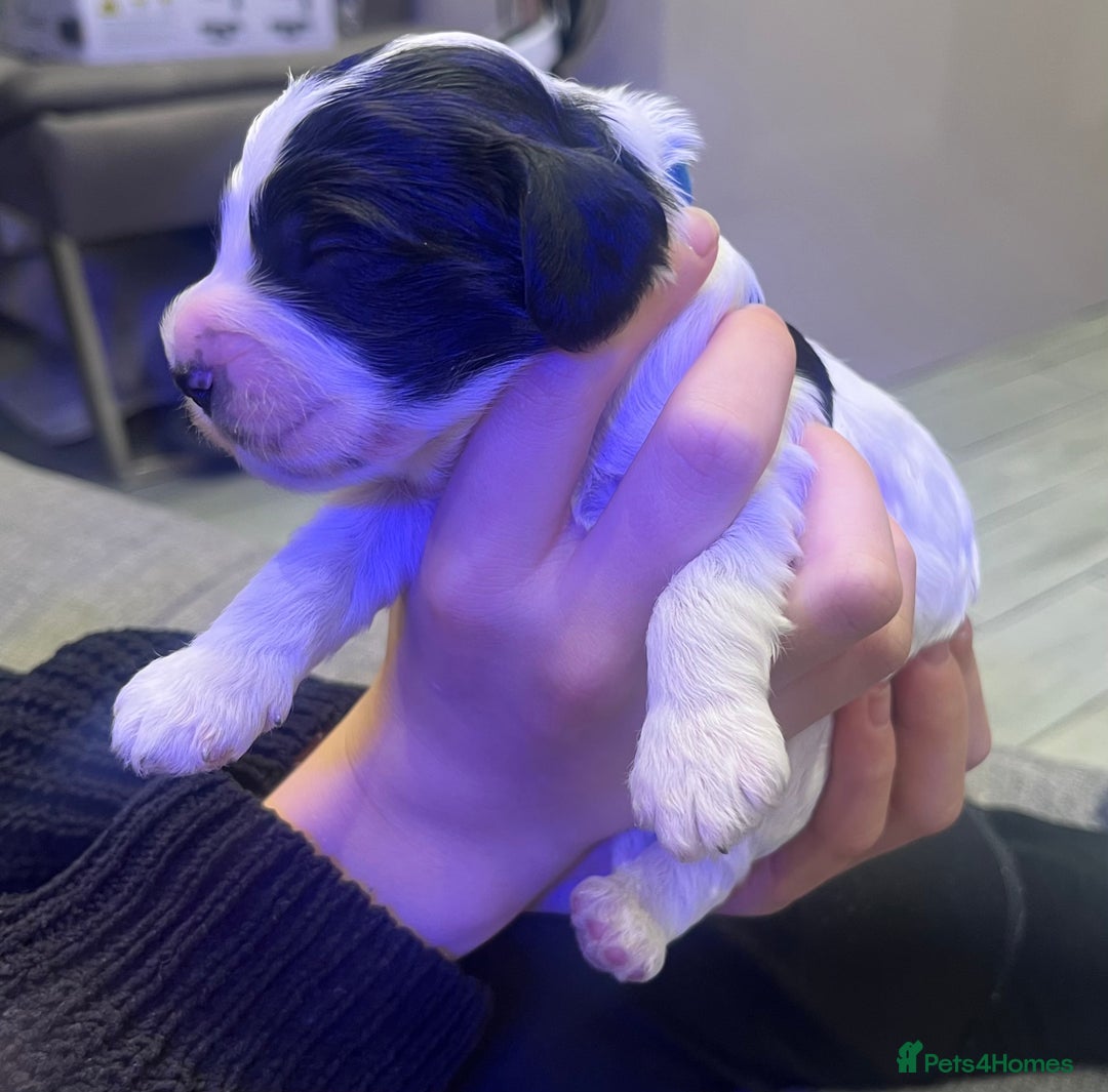 Cockapoo dogs for sale: Stunning litter of f1b cockapoo puppies  - Image 6