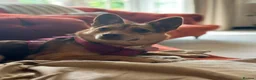 Mixed Breed dogs for adoption: Tiny Ruby Needs a Dog Bestie ❤️ - Advert 10
