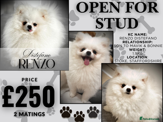 Pomeranian dogs ❄️ White compact KC Pomeranian (Stud) - Advert 20