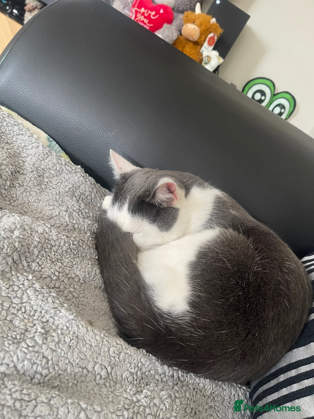 British Shorthair cats for sale: Cookie looking to Rehome  - Advert 1