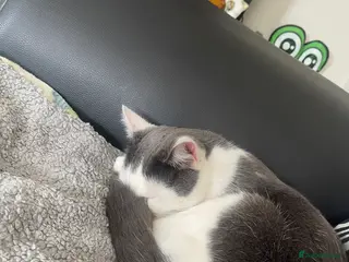 British Shorthair cats Cookie looking to Rehome - Advert 1