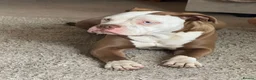 Mixed Breed dogs for sale: Alapaha x  - Advert 2