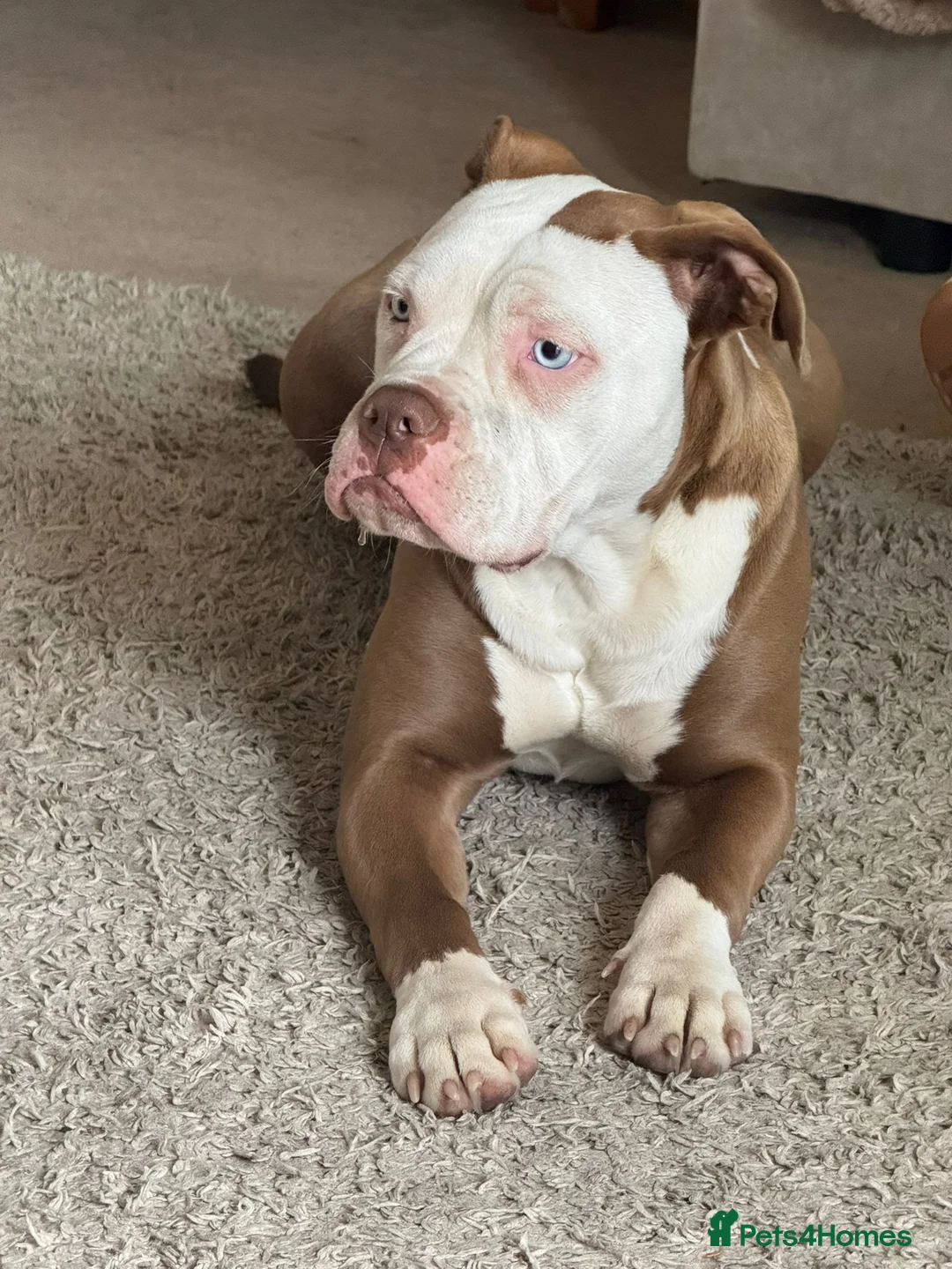 Mixed Breed dogs for sale: Alapaha x  - Advert 2