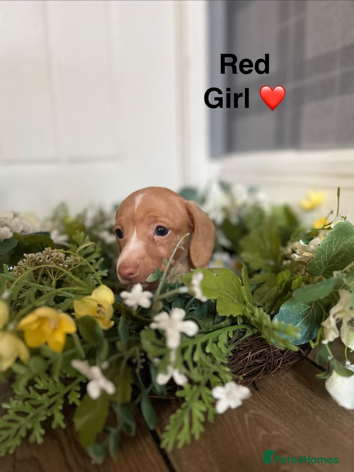 Miniature Dachshund dogs MINIATURE DACHSHUND *LAST ONE LEFT * - Advert 1