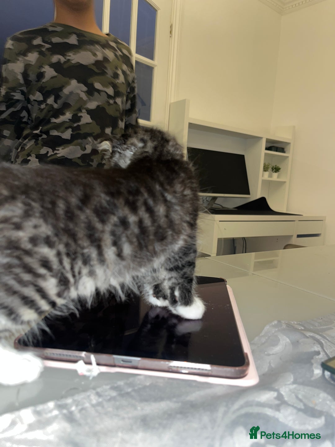 Bengal cats for sale: Ragdoll x Egyptian mau kitties  - Image 9