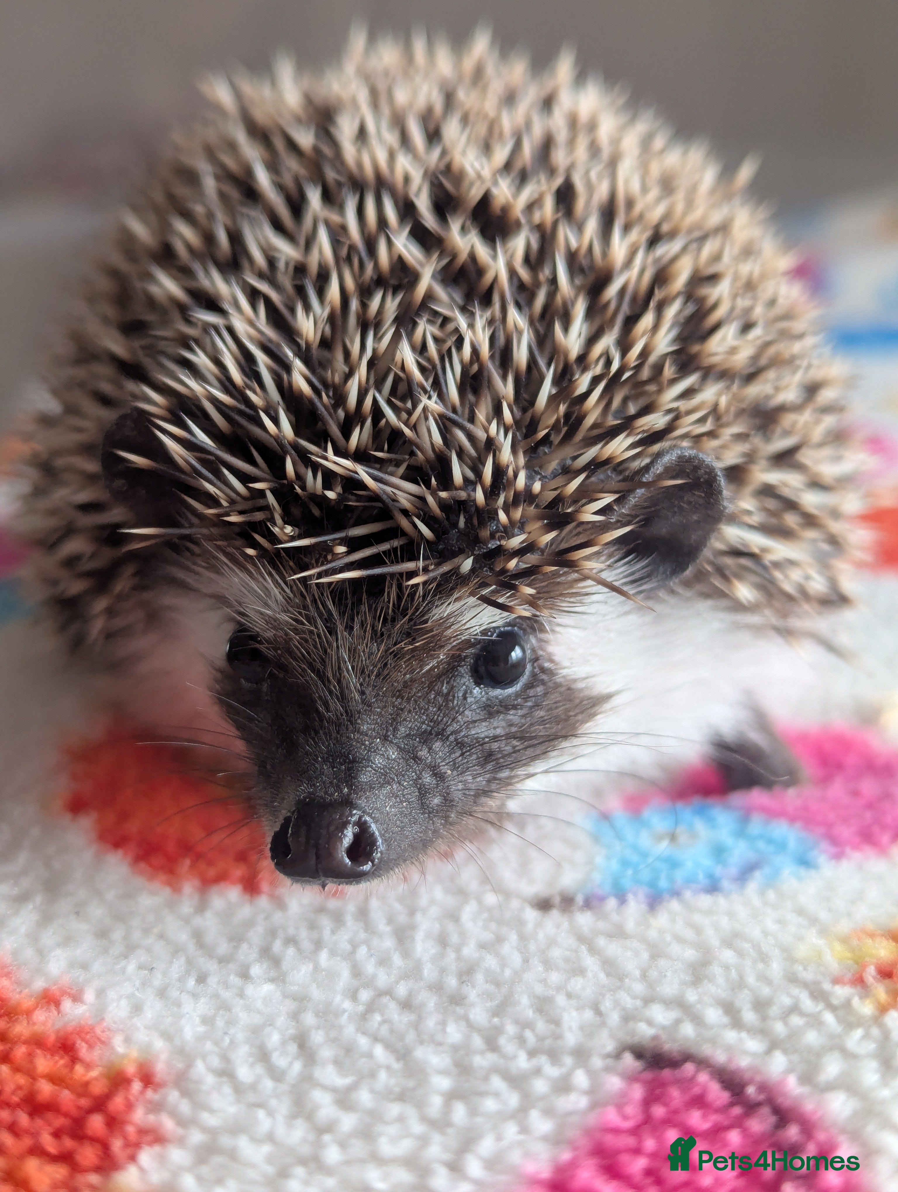 Pygmy Hedgehog rodents Beautiful Baby Hoglets Ready Now/Reserve  - Advert 1