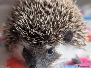 Pygmy Hedgehog rodents for sale: Beautiful Baby Hoglets Ready Now/Reserve - Advert 1
