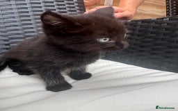 Mixed Breed cats for sale: Kitten for sale  - Image 2