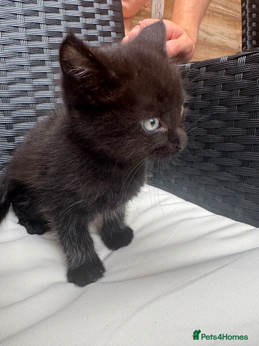 Mixed Breed cats for sale: Kitten for sale  - Image 2