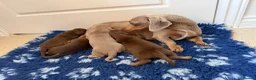 Miniature Dachshund dogs for sale: Beautiful kc registered miniature dachshunds  - Advert 12