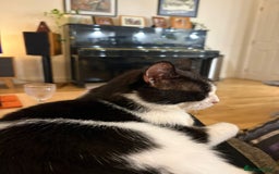 Mixed Breed cats for adoption: Pete needs a forever home!  - Image 4