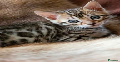 Bengal cats - Advert 4
