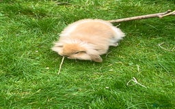 Mini Lion Lop rabbits for sale: Beautiful baby mini lion lops READY NOW - Advert 19