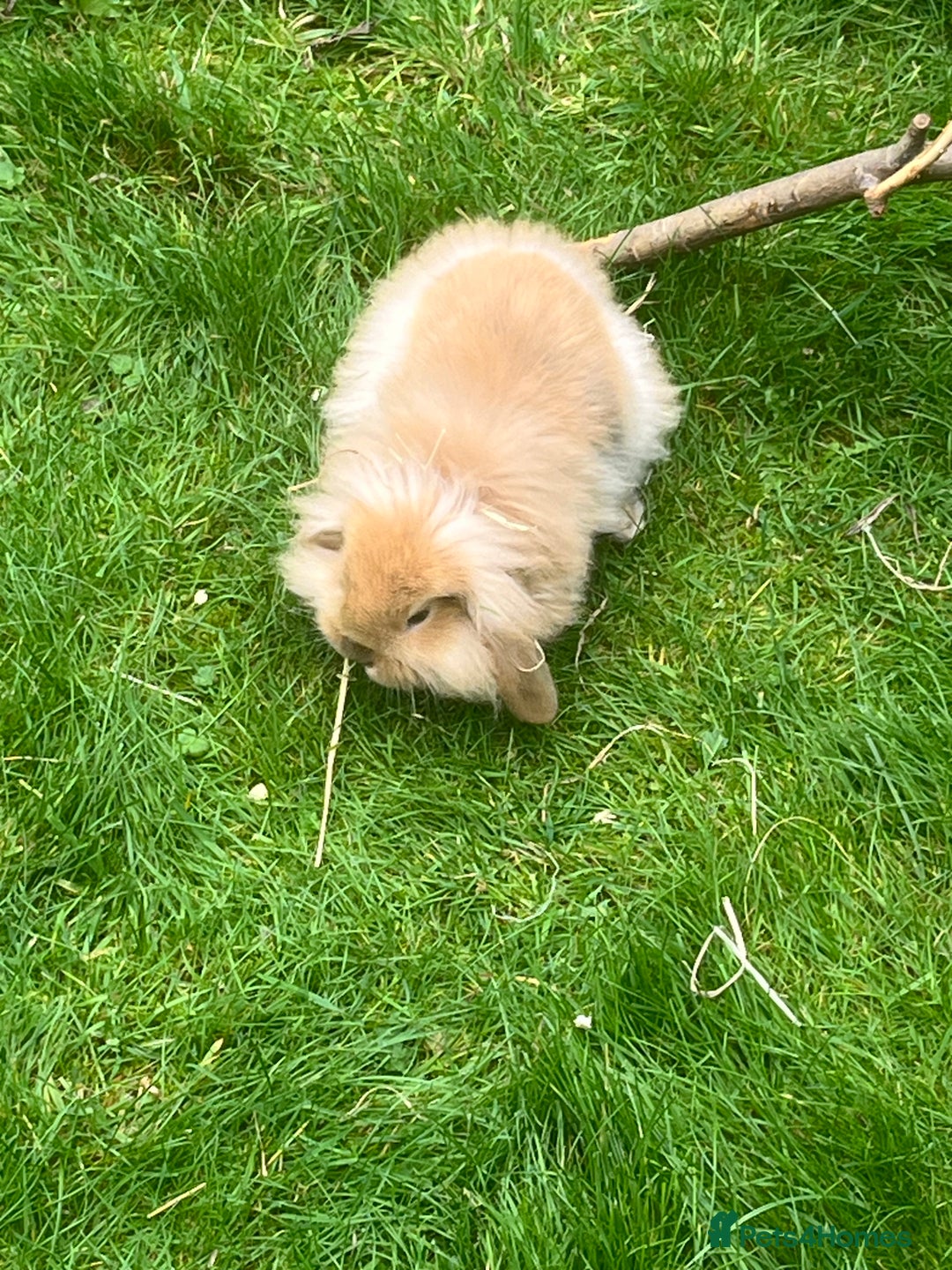 Mini Lion Lop rabbits for sale: Beautiful baby mini lion lops READY NOW - Advert 19