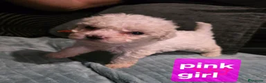Cockerchon Puppy 6 (pink)