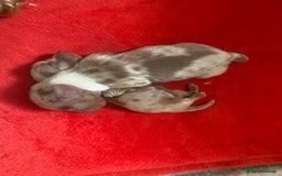 Miniature Dachshund dogs for sale: long haired miniature isabella dapple puppies  - Image 2