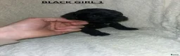 Miniature Schnauzer dogs for sale: 4 Beautiful KC Registered Puppies – 1 Girl, 3 Boys - Advert 16