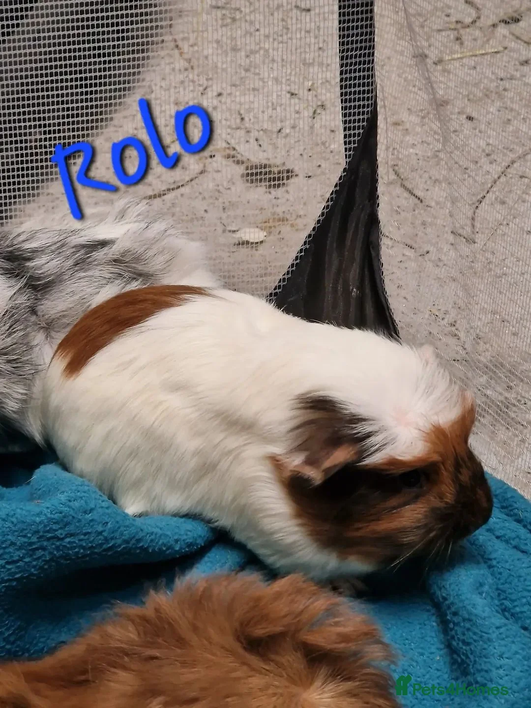 Guinea Pig rodents for sale: Guinea pigs needing homes Still Available  - Advert 4