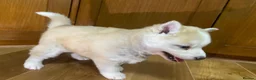 Pomsky dogs for sale: Stunning Blue Eyed F4 Pomsky Puppies in Widnes - Advert 9