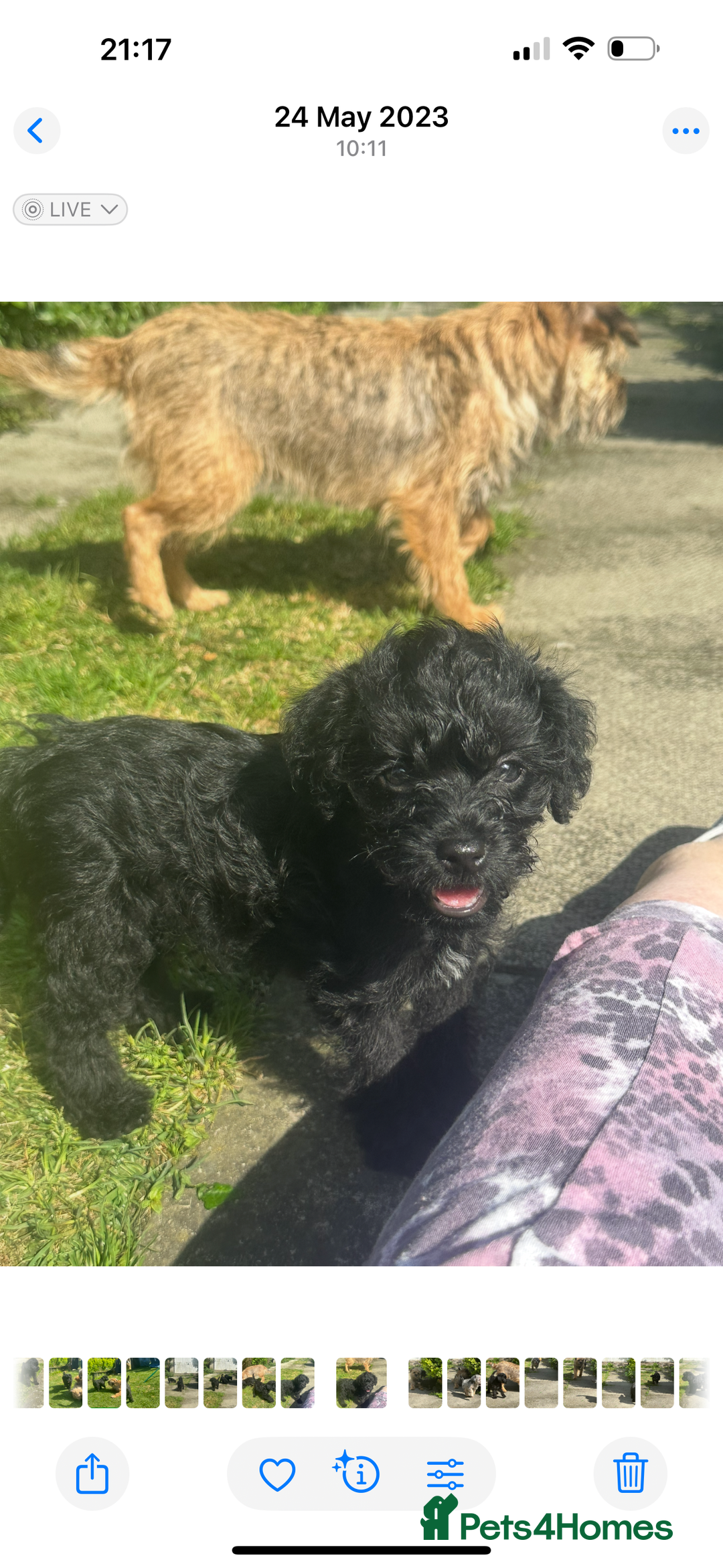 Border Terrier dogs for sale: Stunning Border Teddy boy avaiable - Image 3