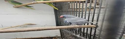 Mixed Breed birds for sale: Alexandraine  - Advert 8