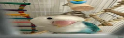 Lovebirds birds for sale: 2 lovebirds plus cage - Advert 5