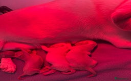 Pug dogs for sale: 10 beautiful pink pugs looking for there new home  - Image 7
