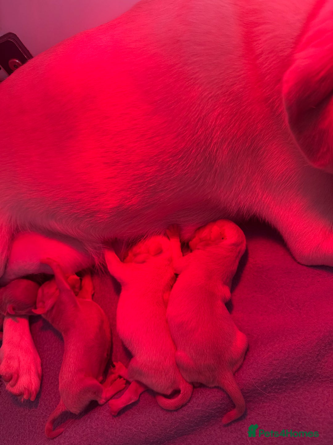 Pug dogs for sale: 10 beautiful pink pugs looking for there new home  - Image 7