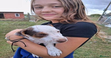 Jack Russell dogs - Advert 4