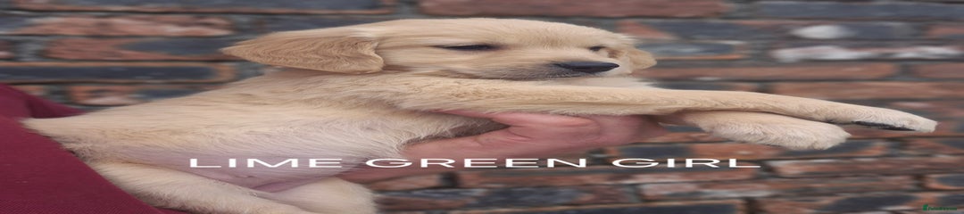 Golden Retriever Puppy 9