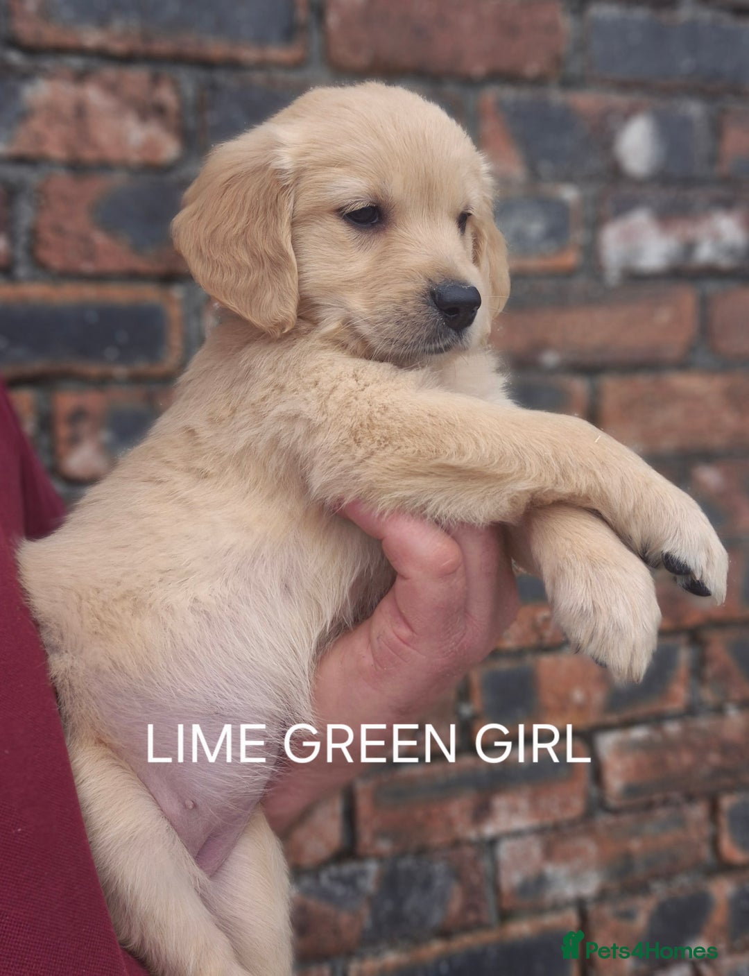 Golden Retriever dogs for sale: KC GOLDEN RETRIEVER PUPPIES  - Image 30