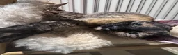 Devon Rex cats for sale:  GCCF registered  Devon Rex kittens available  in Leominster - Advert 14