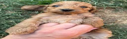 Cockapoo dogs for sale: Beautiful litter of Cockapoo Puppys 6 Girls  - Advert 3