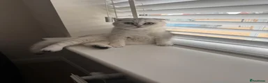 Scottish Fold 1