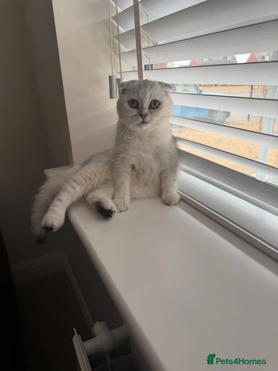 Scottish Fold cats for sale: Scottish Fold girl - Advert 2