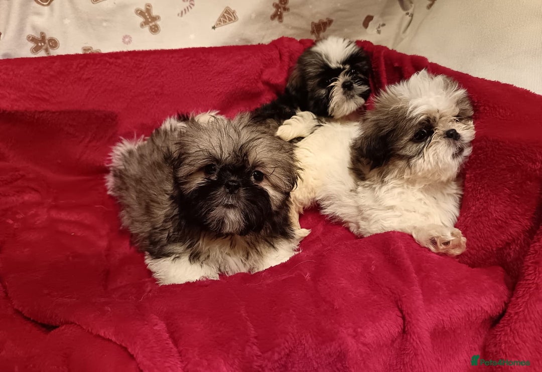 Shih Tzu dogs for sale: Shih Tzu puppy's  - Advert 8