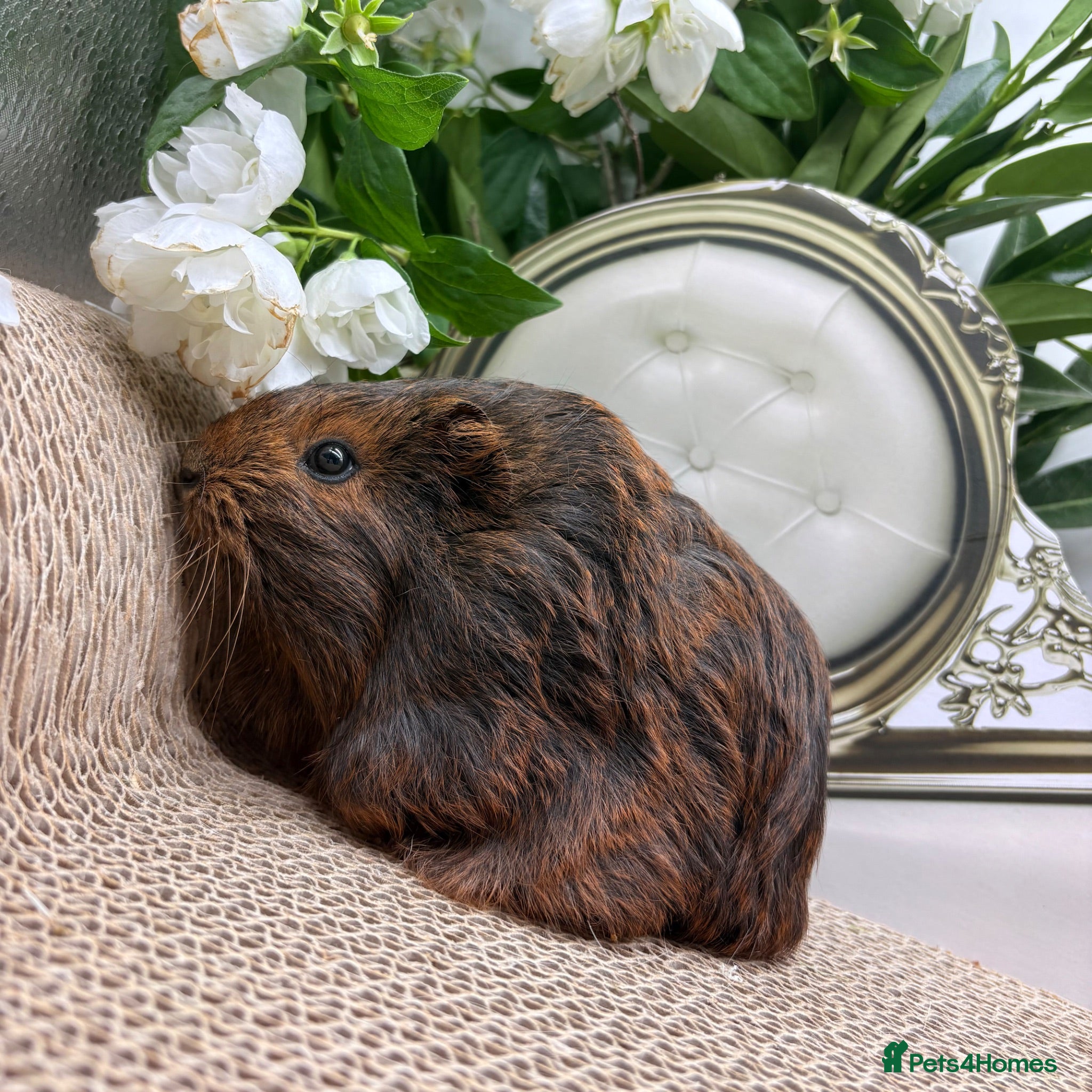 Guinea Pig rodents Multiple baby Girl guinea pigs for sale  - Advert 2