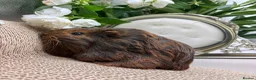 Guinea Pig rodents for sale: Multiple baby Girl guinea pigs for sale  - Advert 2