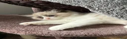 Ragdoll cats for sale: Ragdoll - Advert 3